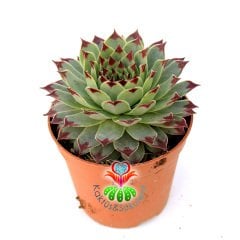 Sukulent, Sempervivum Tectorum 'Greenii' -5,5 cm Saksıda-  Mükemmel Simetrik Formlu Yaprak Uçları Bordo Renk