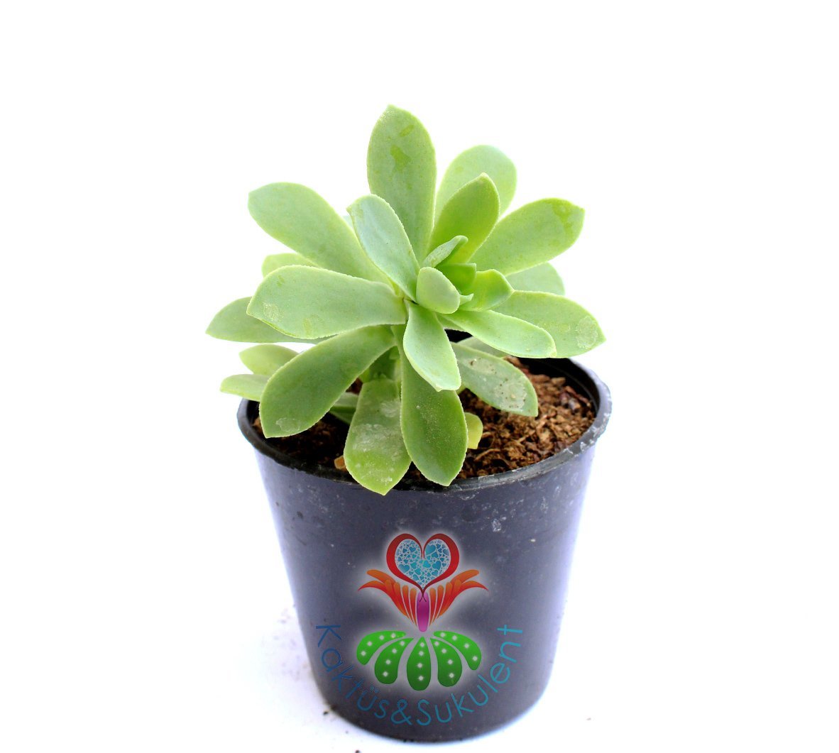 Echeveria Green Prince -Yumuşak Yeşil-Bol Yavru Verir- 5,5 cm Saksıda- Teraryum,Kaktüs