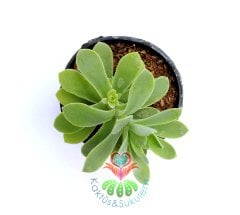 Echeveria Green Prince -Yumuşak Yeşil-Bol Yavru Verir- 5,5 cm Saksıda- Teraryum,Kaktüs