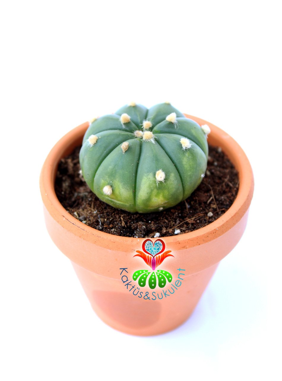 Astrophytum Asterias Nudum-Çok Nadir Tür 6,5 cm seramik saksıda -Koleksiyonluk Kaktüs