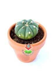 Astrophytum Asterias Nudum-Çok Nadir Tür 6,5 cm seramik saksıda -Koleksiyonluk Kaktüs
