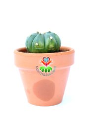 Astrophytum Asterias Nudum-Çok Nadir Tür 6,5 cm seramik saksıda -Koleksiyonluk Kaktüs