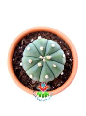 Astrophytum Asterias Nudum-Çok Nadir Tür 6,5 cm seramik saksıda -Koleksiyonluk Kaktüs