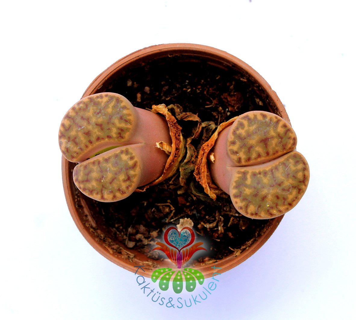 Lithops Dorotheae Red-Yaşayan Taş Kaktüs-Mesemb-Altıntaş-Sarı Renk Çiçek Açar-5,5 cm Saksıda-Litops