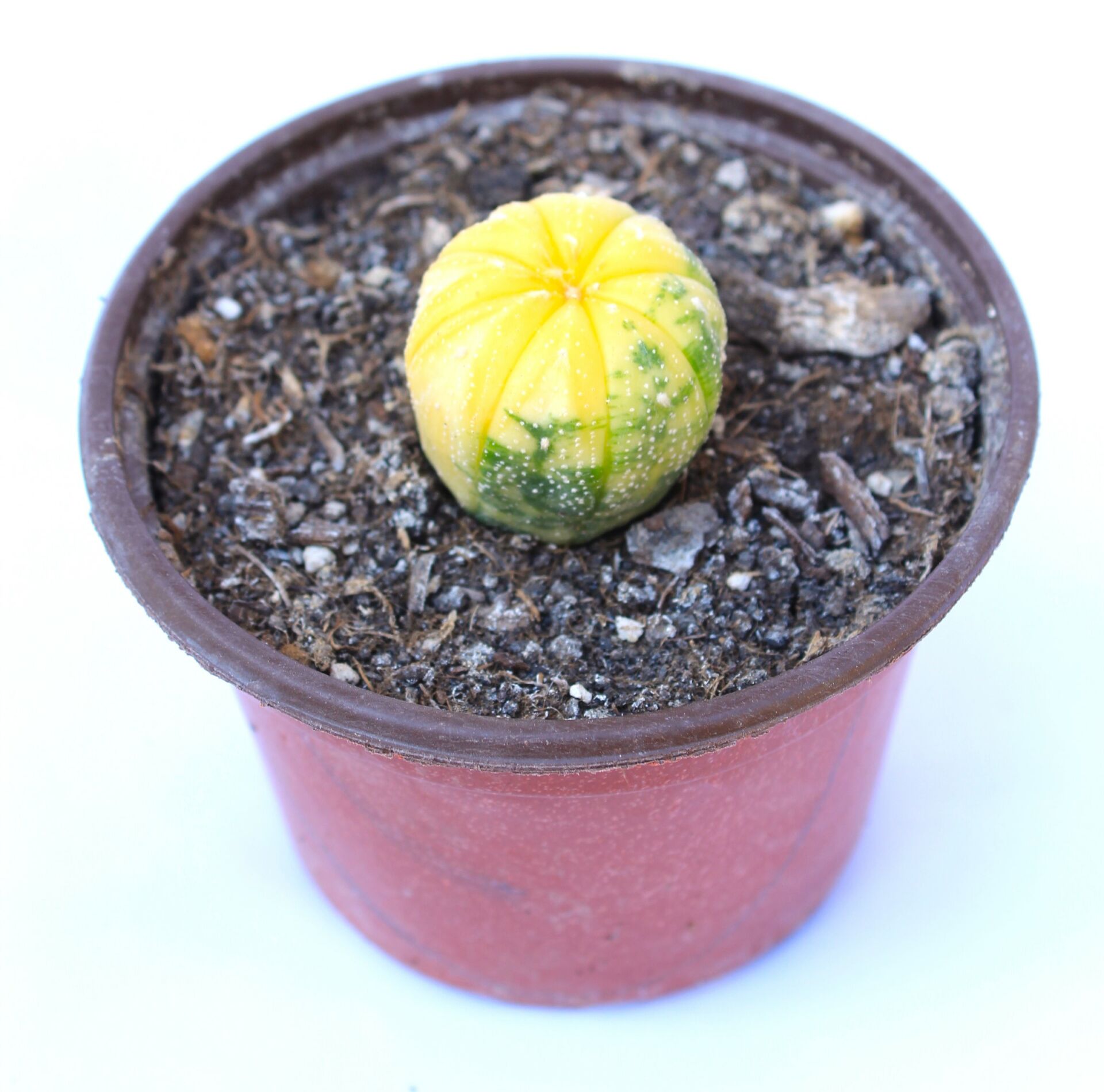 Astrophytum Asterias Nudum Variegata-Çok Nadir Tür 10,5 cm saksıda -Koleksiyonluk Kaktüs