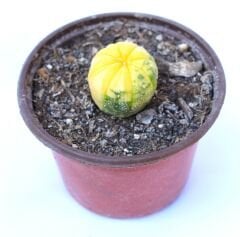 Astrophytum Asterias Nudum Variegata-Çok Nadir Tür 10,5 cm saksıda -Koleksiyonluk Kaktüs