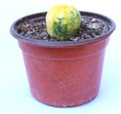 Astrophytum Asterias Nudum Variegata-Çok Nadir Tür 10,5 cm saksıda -Koleksiyonluk Kaktüs