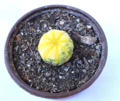 Astrophytum Asterias Nudum Variegata-Çok Nadir Tür 10,5 cm saksıda -Koleksiyonluk Kaktüs