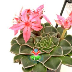 Graptopetalum Bellum - Tacitus Bellus 7 cm Saksıda Mükemmel Çiçekli - Tomurcuklu Çok Naadir Tür Sukulent