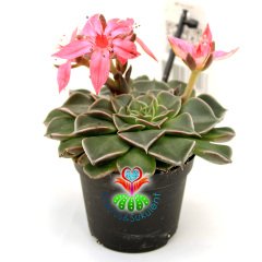 Graptopetalum Bellum - Tacitus Bellus 7 cm Saksıda Mükemmel Çiçekli - Tomurcuklu Çok Naadir Tür Sukulent