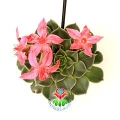 Graptopetalum Bellum - Tacitus Bellus 7 cm Saksıda Mükemmel Çiçekli - Tomurcuklu Çok Naadir Tür Sukulent