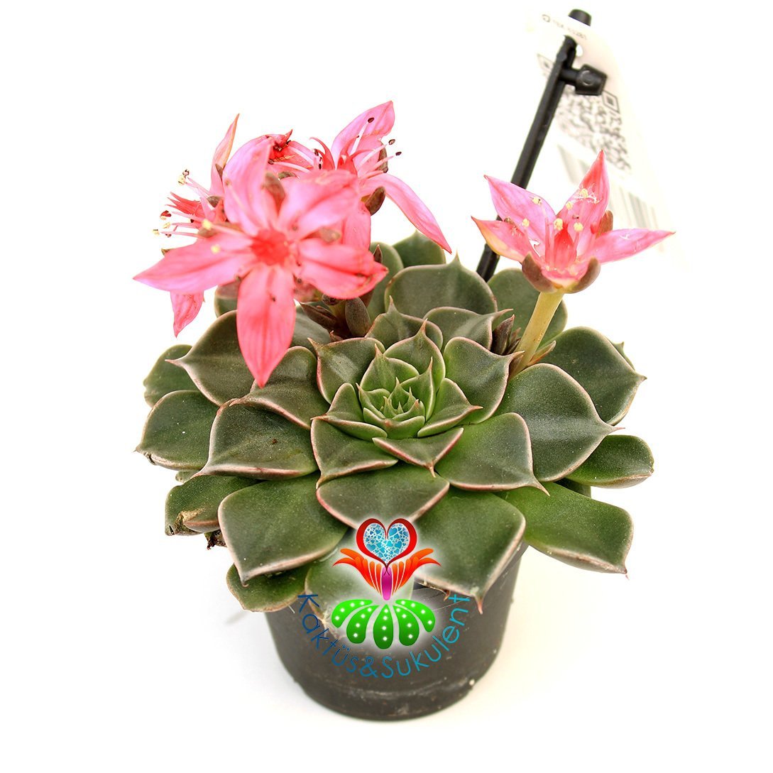Graptopetalum Bellum - Tacitus Bellus 7 cm Saksıda Mükemmel Çiçekli - Tomurcuklu Çok Naadir Tür Sukulent