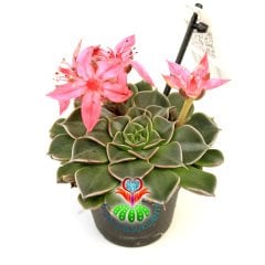 Graptopetalum Bellum - Tacitus Bellus 7 cm Saksıda Mükemmel Çiçekli - Tomurcuklu Çok Naadir Tür Sukulent