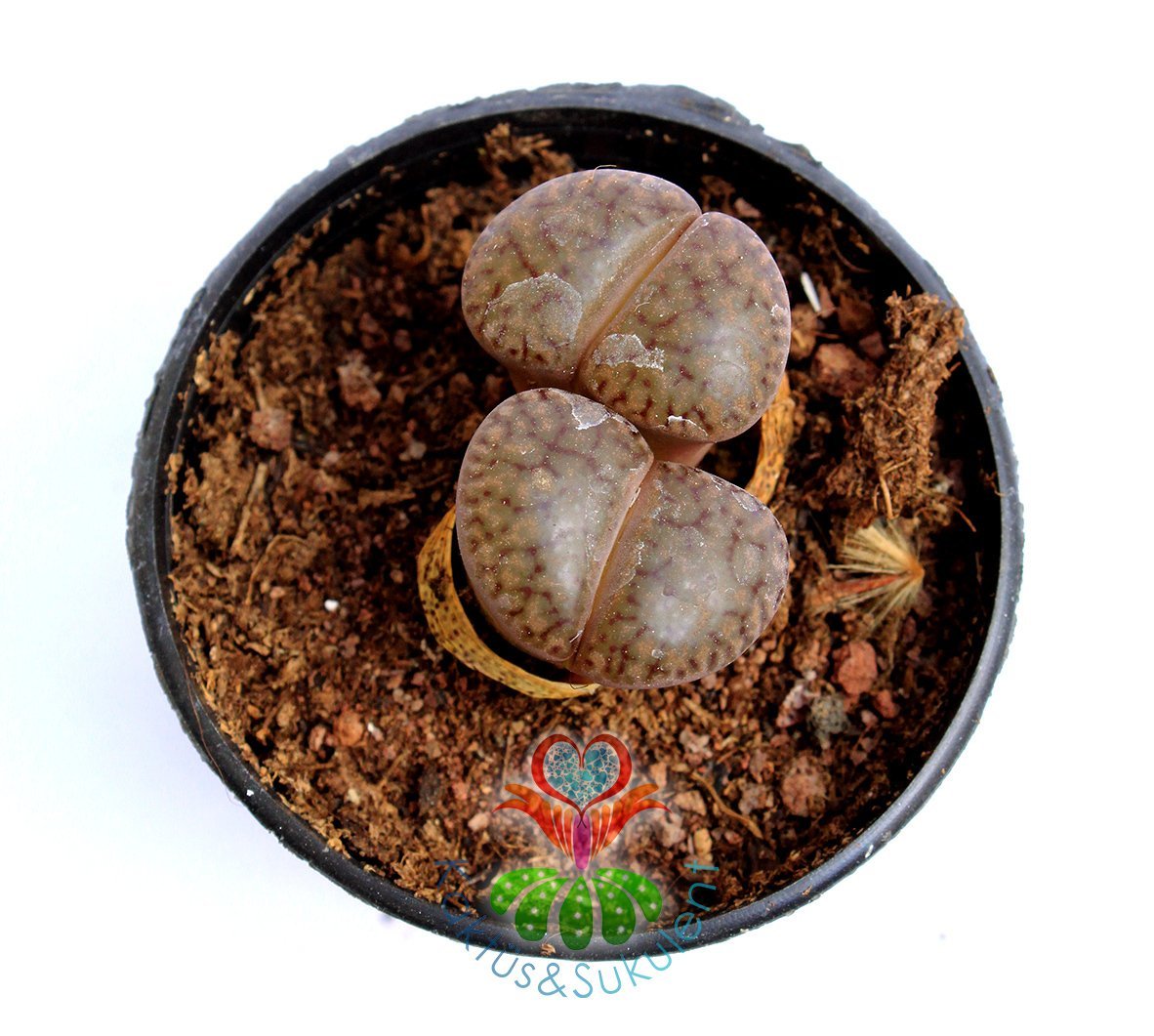 Lithops Brown-Yaşayan Taş Kaktüs-Mesemb-Altıntaş-Sarı Renk Çiçek Açar-5,5 cm Saksıda-Litops