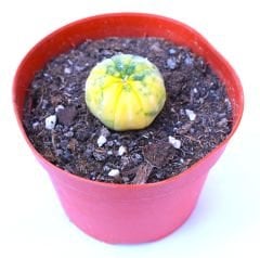 Astrophytum Asterias Nudum Variegata-Çok Nadir Tür 10,5 cm saksıda -Koleksiyonluk Kaktüs