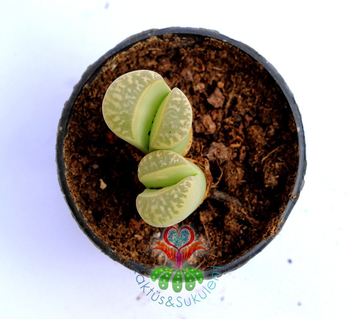 Lithops Green-Yaşayan Taş Kaktüs-Mesemb-Altıntaş-Sarı Renk Çiçek Açar-5,5 cm Saksıda-Litops