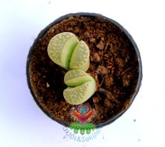 Lithops Green-Yaşayan Taş Kaktüs-Mesemb-Altıntaş-Sarı Renk Çiçek Açar-5,5 cm Saksıda-Litops