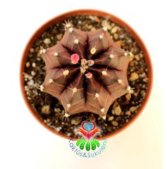 Gymnocalycium Mihanovichii Variegata Red Tiger-Doğal Bordo-Kırmızı Renkte -10,5 cm Seramik Saksıda