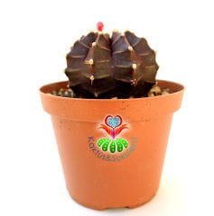 Gymnocalycium Mihanovichii Variegata Red Tiger-Doğal Bordo-Kırmızı Renkte -10,5 cm Seramik Saksıda