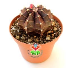 Gymnocalycium Mihanovichii Variegata Red Tiger-Doğal Bordo-Kırmızı Renkte -10,5 cm Seramik Saksıda