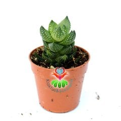 Haworthia Coarctata f. Chalwinii- Nadir Tür Sukulent- Isı Farkında Bordolaşır-5,5 cm Saksıda