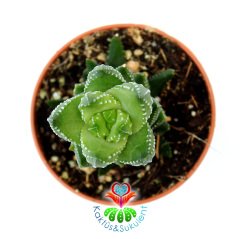 Haworthia Coarctata f. Chalwinii- Nadir Tür Sukulent- Isı Farkında Bordolaşır-5,5 cm Saksıda