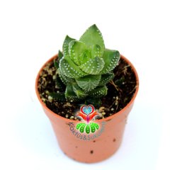 Haworthia Coarctata f. Chalwinii- Nadir Tür Sukulent- Isı Farkında Bordolaşır-5,5 cm Saksıda