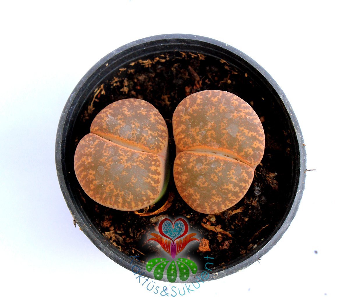 Lithops Leslei Bronze-Yaşayan Taş Kaktüs-Mesemb-Altıntaş-Sarı Renk Çiçek Açar-5,5 cm Saksıda-Litops