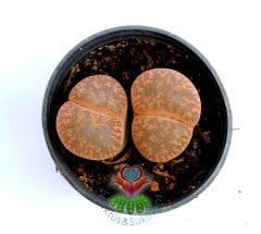 Lithops Leslei Bronze-Yaşayan Taş Kaktüs-Mesemb-Altıntaş-Sarı Renk Çiçek Açar-5,5 cm Saksıda-Litops