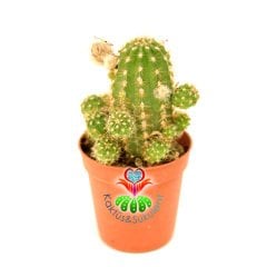 Kaktüs, Chamaecereus Silvestrii Hybrid-5,5 cm Saksıda-Açık Turuncu Renk Çiçek Açar - 1. Sınıf İthal