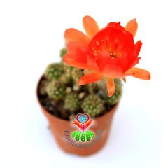 Kaktüs, Chamaecereus Silvestrii Hybrid-5,5 cm Saksıda-Açık Turuncu Renk Çiçek Açar - 1. Sınıf İthal