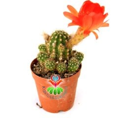 Kaktüs, Chamaecereus Silvestrii Hybrid-5,5 cm Saksıda-Açık Turuncu Renk Çiçek Açar - 1. Sınıf İthal