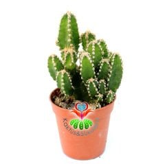 Radyasyon Emici Kaktüs- Cereus ' Fairy Castle ' Peri Kalesi-İnce Formlu-1. Sınıf İthal 5,5 cm Saksıda