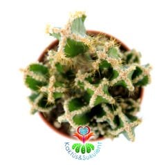 Radyasyon Emici Kaktüs- Cereus ' Fairy Castle ' Peri Kalesi-İnce Formlu-1. Sınıf İthal 5,5 cm Saksıda
