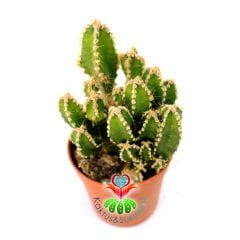 Radyasyon Emici Kaktüs- Cereus ' Fairy Castle ' Peri Kalesi-İnce Formlu-1. Sınıf İthal 5,5 cm Saksıda