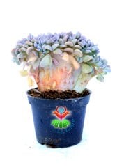 Echeveria Cubic Frost Cristata- 6 cm Saksıda-Mükemmel Kıvrımlı Sukulent