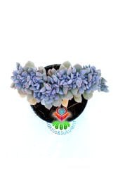 Echeveria Cubic Frost Cristata- 6 cm Saksıda-Mükemmel Kıvrımlı Sukulent