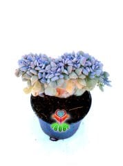Echeveria Cubic Frost Cristata- 6 cm Saksıda-Mükemmel Kıvrımlı Sukulent