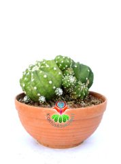 Echinopsis Subdenudata Variegata-17 cm Saksıda-Çift Renkli Nadir Tür Kaktüs