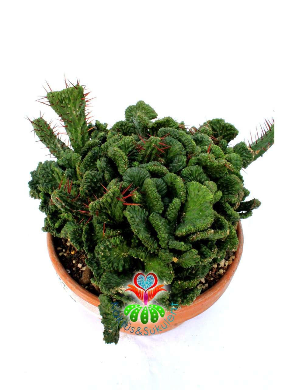 Euphorbia Enopla f. Cristata-17 cm Saksıda Sıradışı Formlu Dev Kaktüs