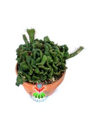 Euphorbia Enopla f. Cristata-17 cm Saksıda Sıradışı Formlu Dev Kaktüs