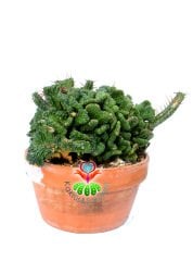 Euphorbia Enopla f. Cristata-17 cm Saksıda Sıradışı Formlu Dev Kaktüs