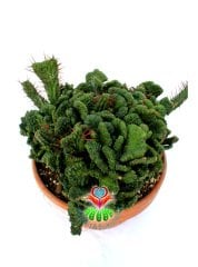 Euphorbia Enopla f. Cristata-17 cm Saksıda Sıradışı Formlu Dev Kaktüs