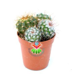 Kaktüs, Mammillaria Bombycina 1 Saksıda 4 Adet- 5,5 cm Saksıda - Sınırlı Sayıda
