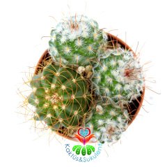 Kaktüs, Mammillaria Bombycina 1 Saksıda 4 Adet- 5,5 cm Saksıda - Sınırlı Sayıda