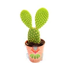 Tavşan Kaktüs, Opuntia Microdasys 5,5 cm saksıda-Teraryum,Kaktus,Sukkulent,Sukulent