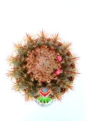 Melocactus  Broadwayi DEV BOY-NADİR TÜR-MÜKEMMEL FORM- BAŞKA YERDE YOK 17 cm saksıda Yetişkin Kaktüs