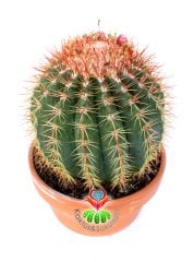Melocactus  Broadwayi DEV BOY-NADİR TÜR-MÜKEMMEL FORM- BAŞKA YERDE YOK 17 cm saksıda Yetişkin Kaktüs
