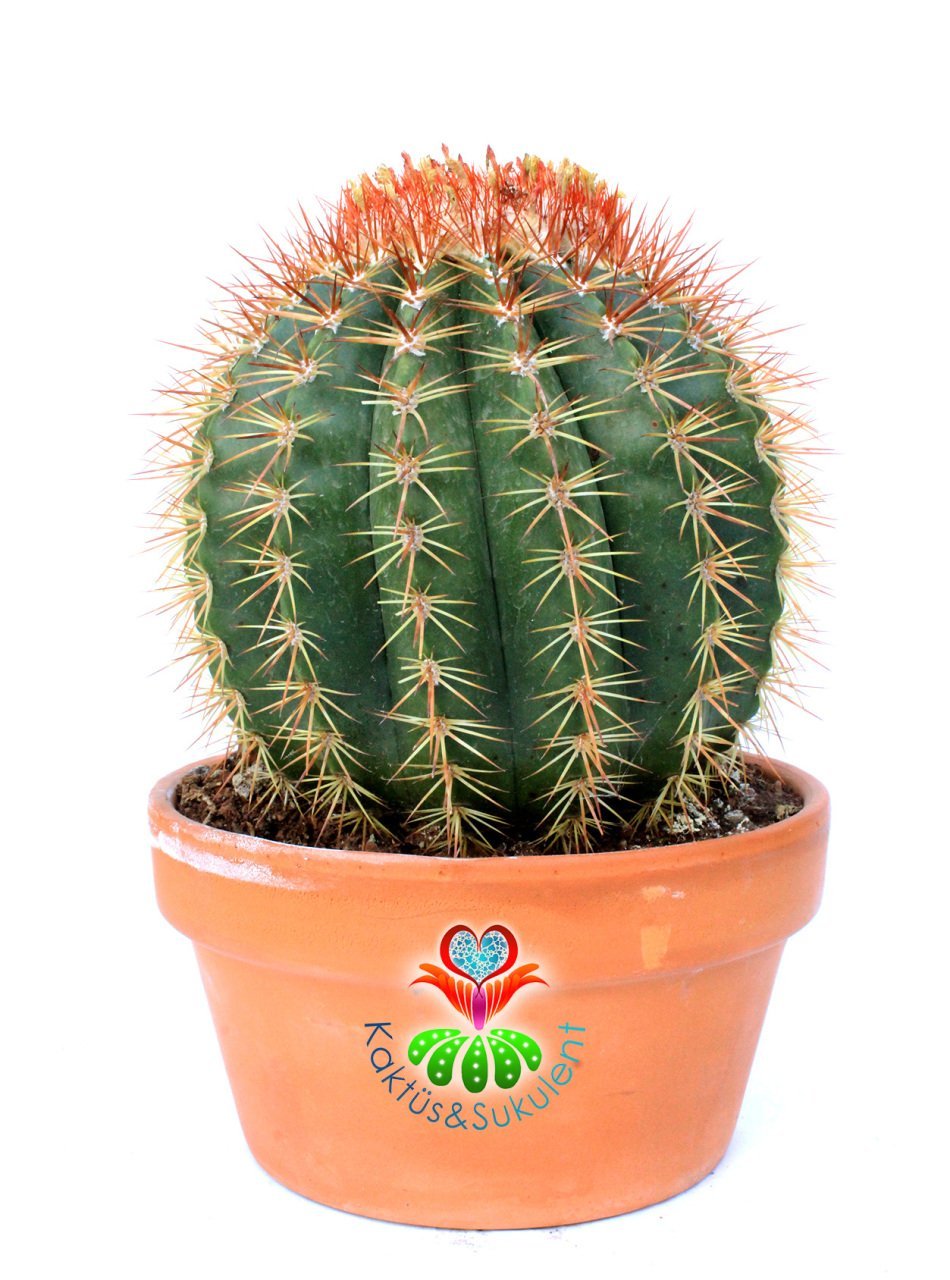 Melocactus  Broadwayi DEV BOY-NADİR TÜR-MÜKEMMEL FORM- BAŞKA YERDE YOK 17 cm saksıda Yetişkin Kaktüs