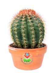 Melocactus  Broadwayi DEV BOY-NADİR TÜR-MÜKEMMEL FORM- BAŞKA YERDE YOK 17 cm saksıda Yetişkin Kaktüs